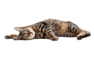 cat relaxing isolated against a transparent background png