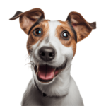 cute and happy dog png