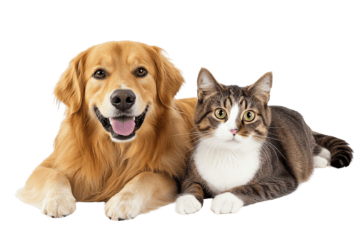 friendly dog and relaxed cat lying side by side capturing a heartwarming moment of companionship between pet friends png