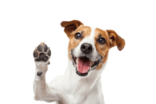 happy dog with raised paw looking at camera isolated on transparent background cute pet portrait for animal themed designs and advertising png